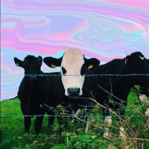 Meet your Posher, Molly